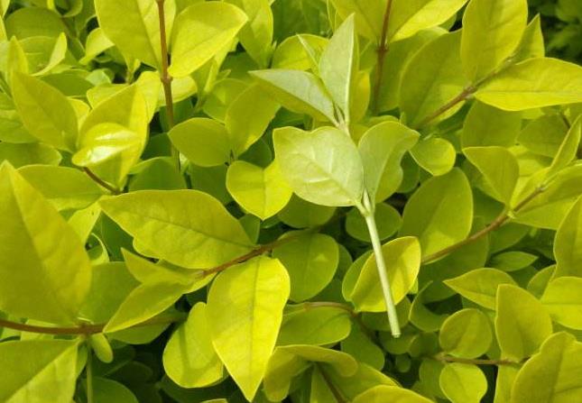 襄阳园林景观公司 襄阳园林景观公司