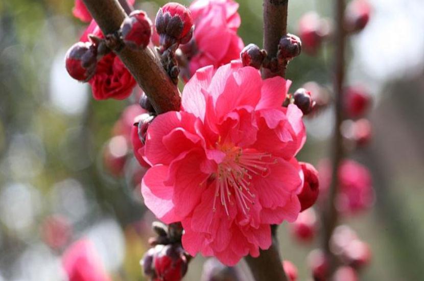 襄阳园林工程 襄阳园林工程