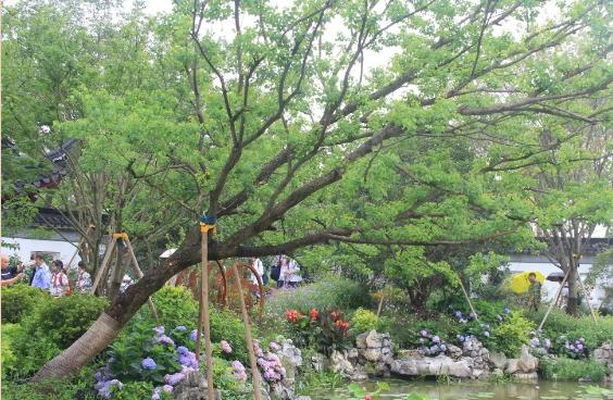 园林景观树木布置时需要注意哪些?