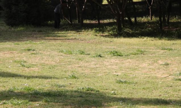 园林绿化养护到底有多重要