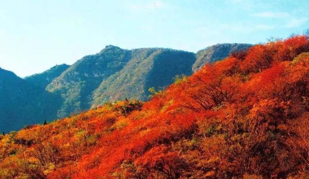 彩叶植物在园林景观设计中的作用