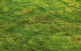 园林绿化养护的核心原则是什么呢？