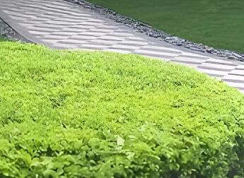 冬季灌木养护：分常绿 / 落叶，兼顾修剪与防寒