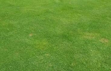 冬季草坪养护：保绿防枯，控水肥防结冰